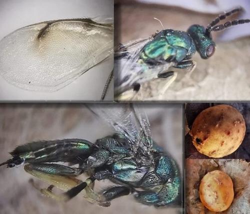 Aulogymnus trilineatus
